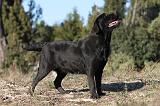 LABRADOR 632